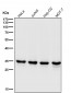 Anti-CDK1/Cdc2 Rabbit Monoclonal Antibody